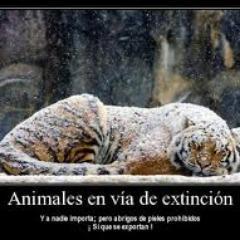 Todo sobre los animales en vía de extinción, animales extintos, animales acuáticos, animales domésticos, entre otros. https://t.co/wMRccg1obZ