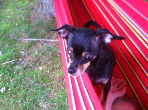 HoodDebbie's profile picture. 