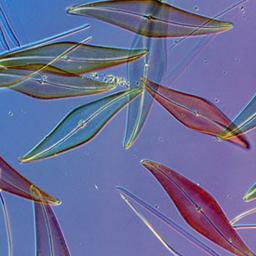 IsaacBadu1's profile picture. 