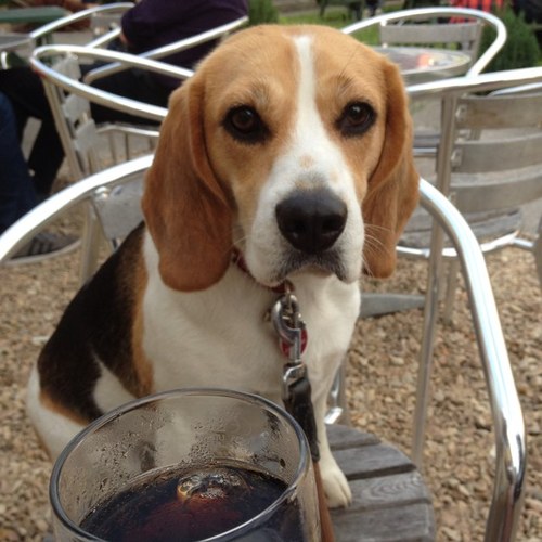 I'm Indi a 2 year old beagle from Bristol. In my spare time i enjoy stealing socks , chewing , eating poo and buggering off when im let off the lead . BRAP!