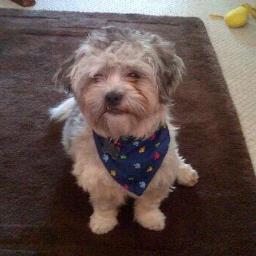ArchieTheTzu's profile picture. Hi, I'm an 12 month old Shih Tzu. I love car rides, playing football, toys, treats, chest scratches and making new friends. I am always learning new tricks!