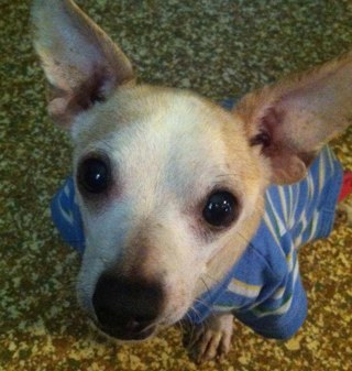 AngelsAbandoned's profile picture. Abandoned Angels, Inc. is a non-profit, no-kill animal rescue located in East Tennessee.