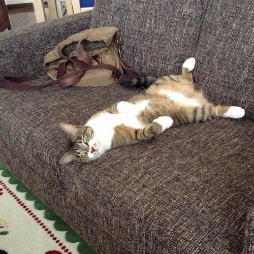 gowiththeflow16's profile picture. 