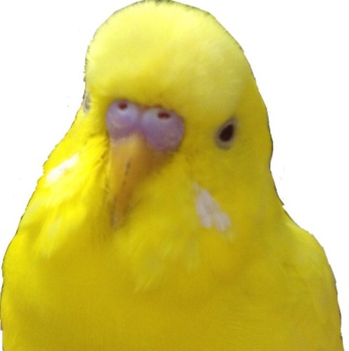 鳥が大好き 
       洋楽が大好き♬~  映画も大好き
                       欲張りデス