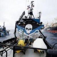 M/Y Steve Irwin (@mysteveirwin) 's Twitter Profile Photo