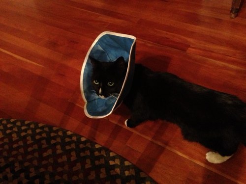 newgenre's profile picture. 