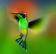 Admiradora de la naturaleza.