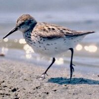Susan (@sandpiper11) 's Twitter Profile