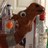 JeffreyTheCamel's profile image