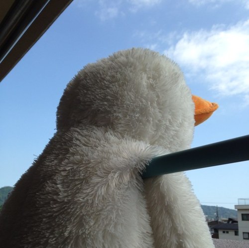 slowlyLora's profile picture. ペンギン