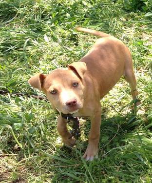 FL Puppy Looking For A Home Off The Streets