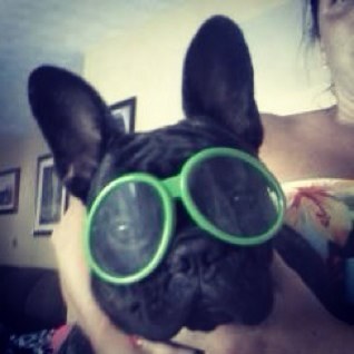 FrenchieTinaBB's profile picture. Hello I am a five year old French bulldog and I love everyone❤️! So,follow me and i will surely follow u back!!!! #F4f