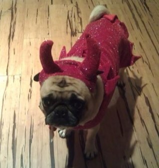 bellapug64's profile picture. 