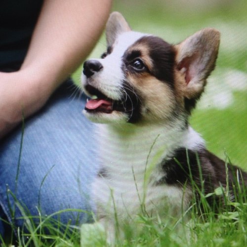 Short legs, big heart. Dual class Snugglemancer/Barkbarian. Oblong dogoid. Corg gamer. Familiar of @calamityjamie
