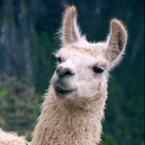 ITS LLAMA TIME
