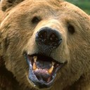 Chris Dyson - @dysthebear - Twitter