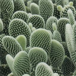 Maybe you and I can Cactus Cactus?