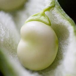 vanjianan's profile picture. 