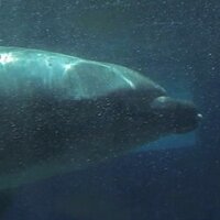 ANIMAL ADVOCATE Ⓥ (@_animaladvocate) 's Twitter Profile