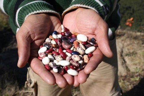 DelhiOFM's profile picture. Find us at The Park, 15 Parliament Street, Delhi every Sunday 9AM-12PM. Delhi’s first & only all-organic farmer-run market for primary producers & growers.