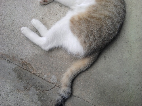 nekneke_jpn's profile picture. のびたとじゃいあんを足して、３でわったようなひと