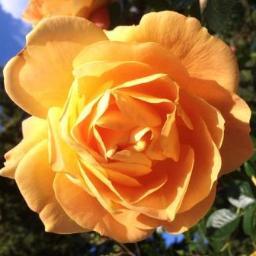 Impressum hier: http://t.co/bBmTkcrQZ0