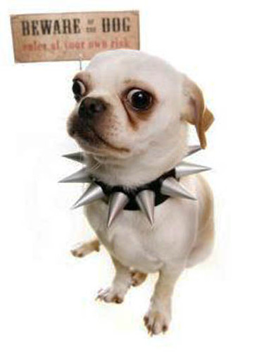 Chihuahua owner,breeder and lover x