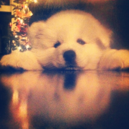 BettyAd8780's profile picture. #MAGA, pro free speech and 2nd Amendment #RollTide #GoPackGo #ScottBaiosArmy