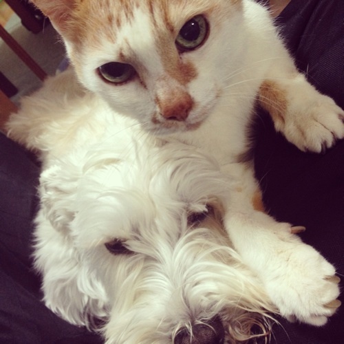 CHIBY_'s profile picture. ちびとブランです。