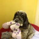 Sharon Batchelor - @mamaspatch - Twitter