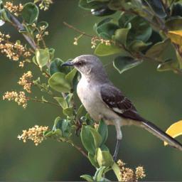 Según la RAE Pájaro americano de plumaje pardo. Su canto es muy variado y melodioso. En realidad escribo #Microcuentos