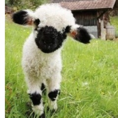 AngryAshleigh's profile picture. PMS ClaraBarton