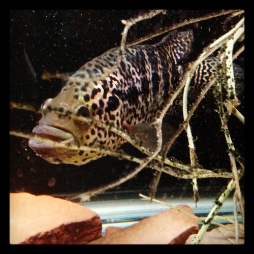 All about Cichlids and Odd-Ball fish