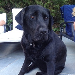 RosieOz2's profile picture. loving husband & parent