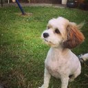 Conor fox - @minecrafFox - Twitter