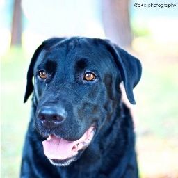 Black Dogs are often overlooked by potential adopters, usually due to personal prejudice or stereotypes. Adopt a black dog!