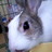 wadamo_rabbit