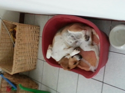 trivellone92's profile picture. 