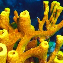 sponges // chemical ecology of marine invertebrates // coral reef ecology // SpongeID: http://t.co/C8Y3aAnfk5 //   YouTube: http://t.co/8DTqafqPVD