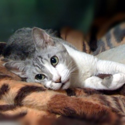 nobufium_saskia's profile picture. - 🅐🅡🅘🅔🅢♈️ 
- Friend of 🅟🅤🅣🅒🅗🅔🅢🅚🅨 the Cat (May 2001-May 15, 2018) 🙀
- Languages &amp; Linguistics 
- Certified teacher of Japaneas as a foreign language