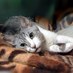 𝓝.𝓼.𝓪. 𝓢𝓪𝓴𝓲𝓲𝓽𝓸𝓼 (@nobufium_saskia) Twitter profile photo