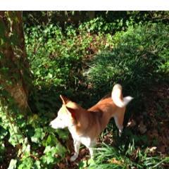 emmashibainu's profile picture. I'm a much beloved 2-yr-old Shiba Inu who was adopted from Safe Harbor Animal Rescue in Vermillion, OH. I'm independent & opinionated yet friendly and loving.