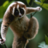 SaveTheSlowLoris