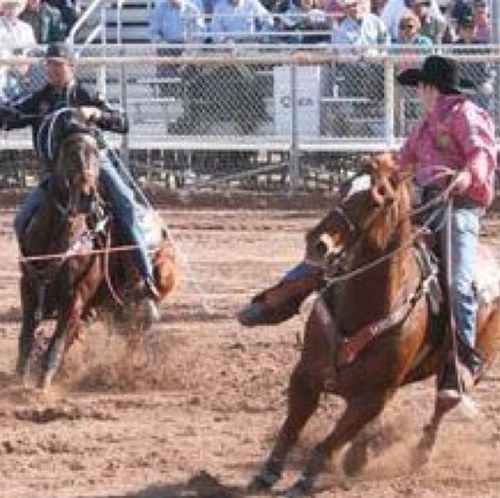 PRCA header. 4x NFR Qualifer. 2012 Reserve World Champion