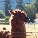 Rene Phelps - @PhelpsRene - Twitter