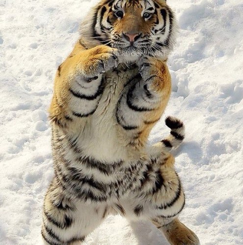 SWhoim's profile picture. 