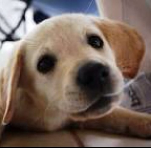 WhatMyOwnerSays's profile picture. Follow for a follow back