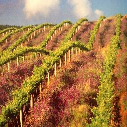All things vino and food, especially small bars and tapas.