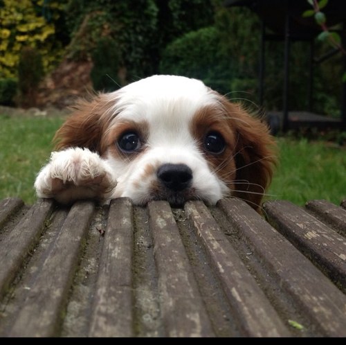 PrinceRubenBlog's profile picture. Hello, my name is Ruben and I'm a Blenheim Cavalier King Charles Spaniel. Watch me Grow ☺