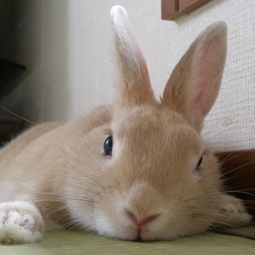 琉(りう)さんのプロフィール画像